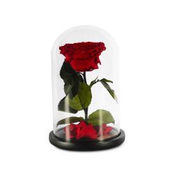 Preserved Roses in a Glass Dome - Single