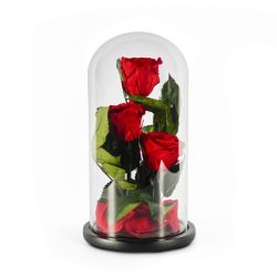 Preserved Roses in a Glass Dome - Trio