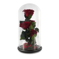 Preserved Roses Glass Dome Quad