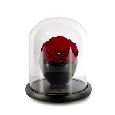 Preserved Roses in a Crystal Vase - Single