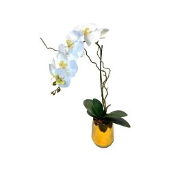 Phalaenopsis in a vase