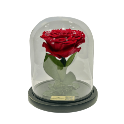 Preserved Roses In A Small Dome – Single