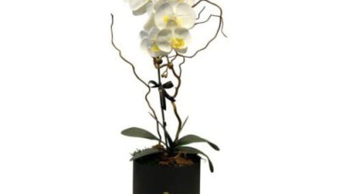 Phalaenopsis-in-a-Box-400x400