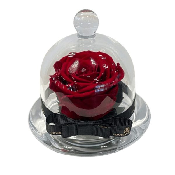 Preserved Rose in a Mini-Dome