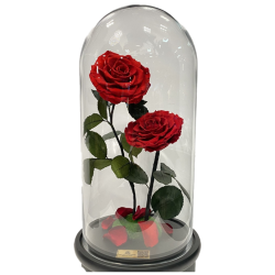 Preserved Roses in a Dome - DUO